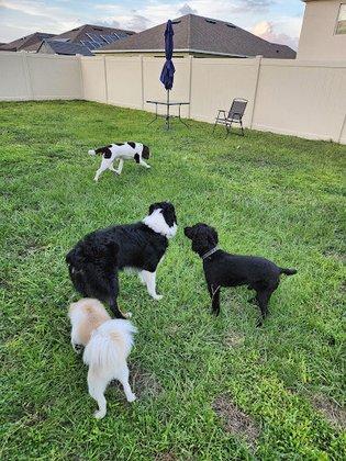 My Happy Place Pet Boarding & Care *Cuido Mascotas Small+Medium Dog Breeds