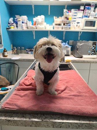 ASAP Animal Clinic