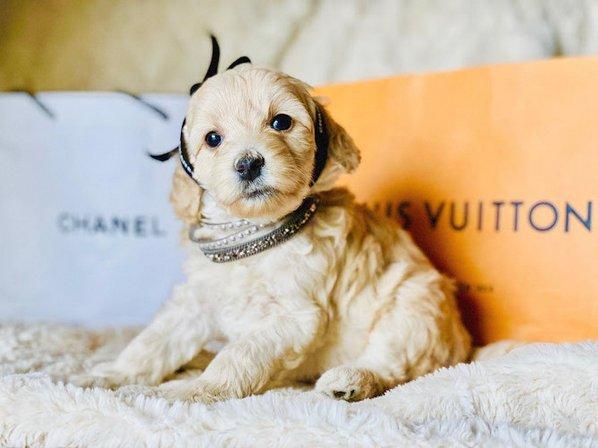 Parisian Puppies Goldendoodles Tampa