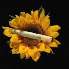 Goldflower Cannabis Dispensary Bradenton