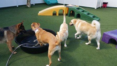 Poochie's Pampered Pups