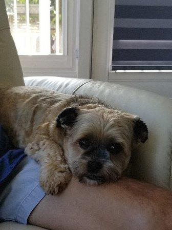 The VIP Groomer