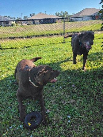 Fur to Feathers Pet Sitting Service