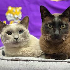 A Pet's Friend Animal Hospital