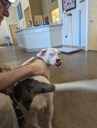 VCA Lecanto Animal Hospital