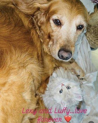 Paws and Companions