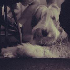 P&B Pet Walking and Sitting service