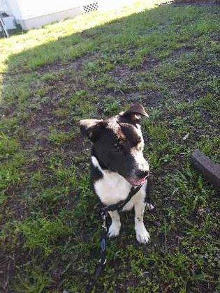 P&B Pet Walking and Sitting service