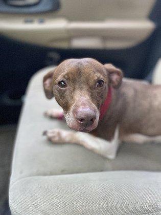 Henderson Animal Care