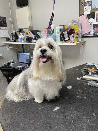 Happy Puppy Pet Spa