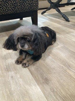 Golden Pups Dog Grooming