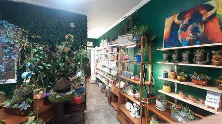 Succulent City