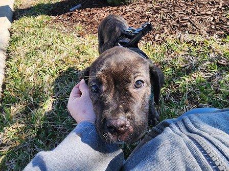 Conley's Cane Corso, LLC