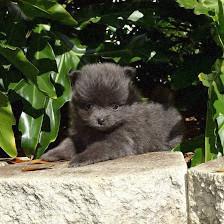 Florida Pom