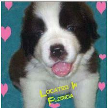Saint Bernard Puppies