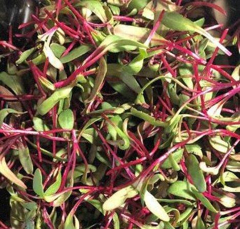 RedStar MicroGreens