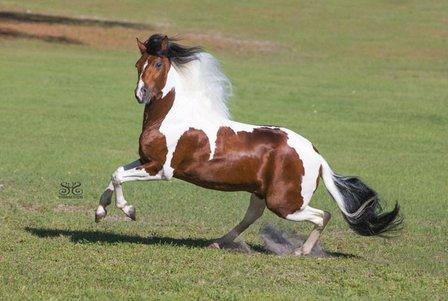 United Paso Fino Show Horses