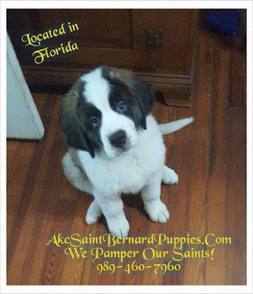 Saint Bernard Puppies
