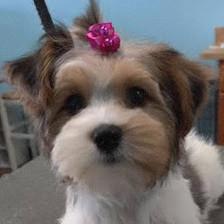 Pet Starr Salon Inc
