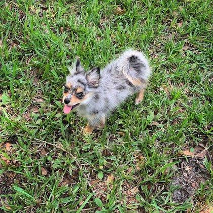 Florida Pom