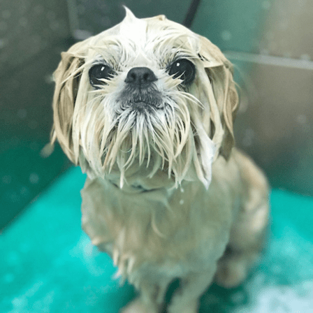 The Pet Garden Grooming Salon