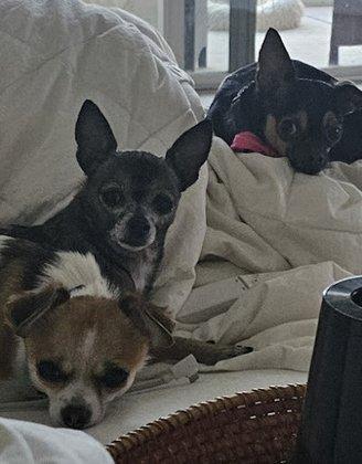 Becky's Bed and Biscuit