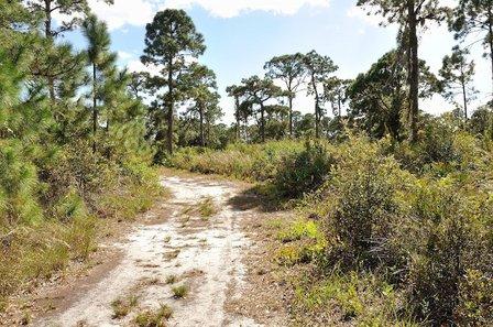 Manasota Scrub Preserve