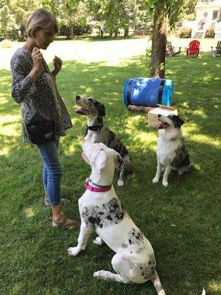 COAST DOGS Training By Dawn Bennett