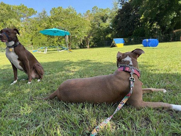 Dog Training with Terah