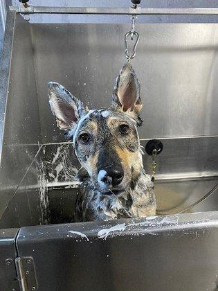 Beautifying the Beast - Grooming and Bathing