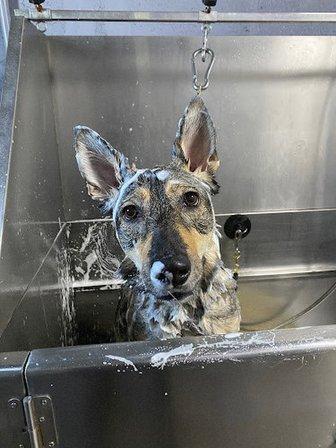 Beautifying the Beast - Grooming and Bathing