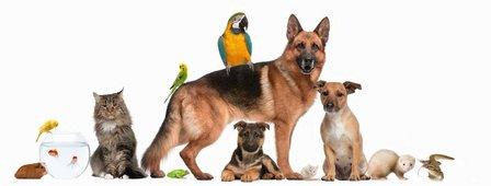 Comforts of Home Pet Care