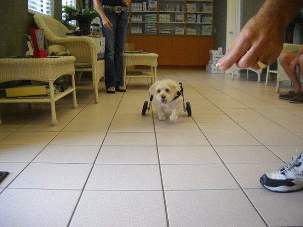 The Animal Clinic