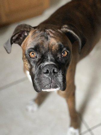 Coastal Veterinary Internal Medicine