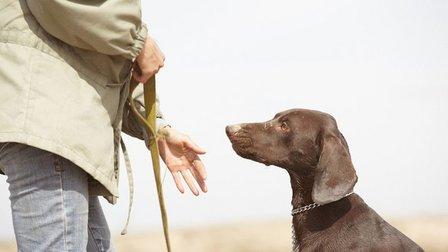 Woof & Wags K-9 Obedience Training
