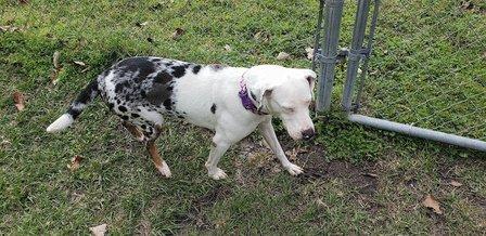 Hernando County Sheriff's Animal Services