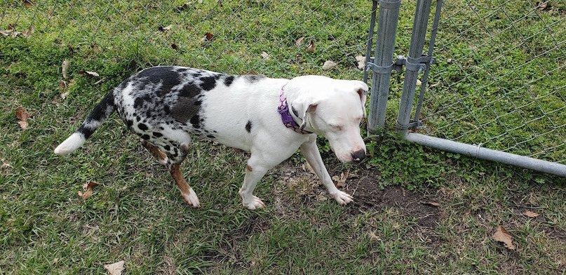 Hernando County Sheriff's Animal Services