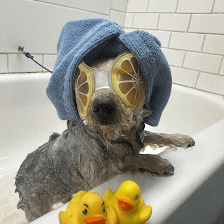 Pupperz Pet Grooming