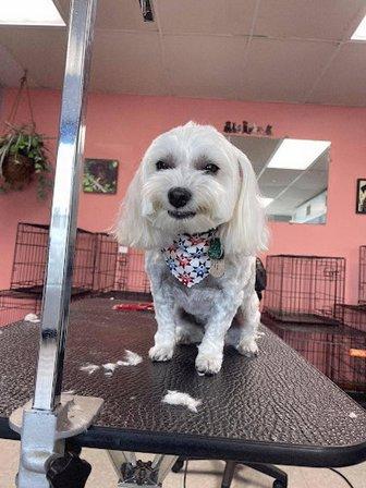 Amy's Dog Dynasty Grooming