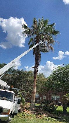 Tree Huggers L.L.C