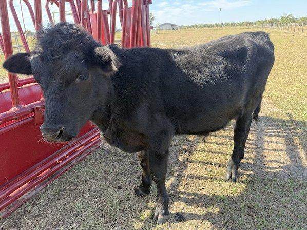 LOWERY_CATTLE CO.