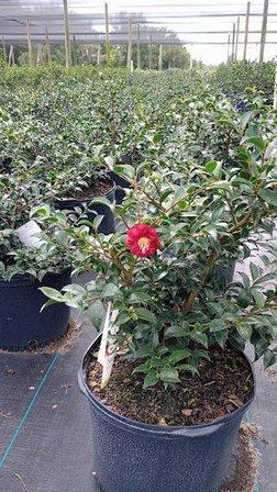 Salmon's Wholesale Nursery