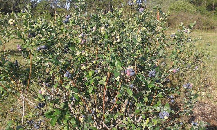 Spring Lake Blueberry Farm