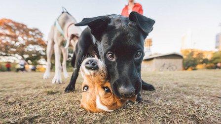 Vetco Total Care Animal Hospital