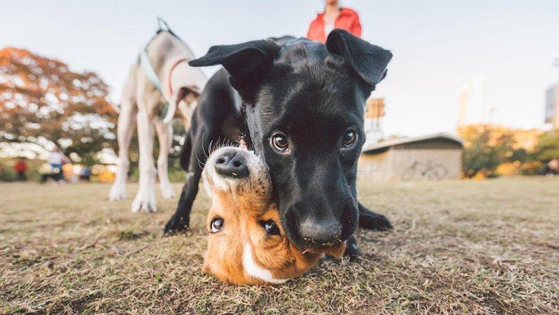 Vetco Total Care Animal Hospital