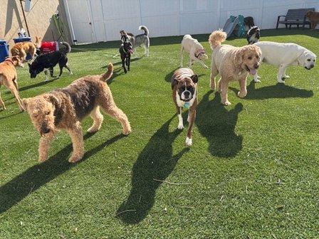 Bark Stars LLC