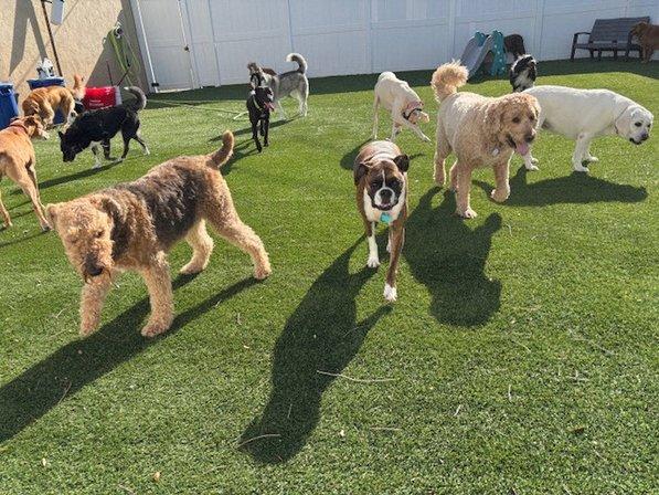 Bark Stars LLC