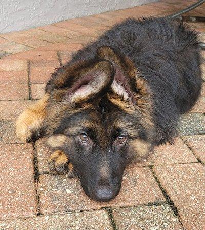 King David German Shepherds