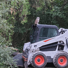 Down To Earth Tree Service, LLC
