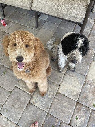 Bark Busters Home Dog Training